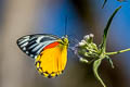 Red-spot Jezebel Delias descombesi descombesi