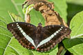 Red-spot Marquis Euthalia monilis