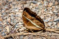 Red-spot Marquis Euthalia monilis