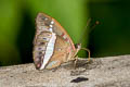 Red-spot Marquis Euthalia monilis