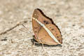 Red-spot Marquis Euthalia monilis