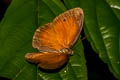 Red Bushbrown Mycalesis oroatis surkha