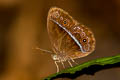 Red Bushbrown Mycalesis oroatis surkha