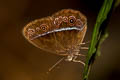 Red Bushbrown Mycalesis oroatis surkha