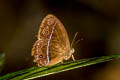 Red Bushbrown Mycalesis oroatis surkha