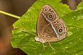 Red Bushbrown Mycalesis oroatis ustulata