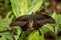 Red Helen Papilio helenus helenus