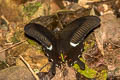 Red Helen Papilio helenus helenus