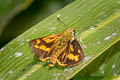 Red Lesser Dart Potanthus omaha omaha (Lesser Dart)