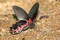 Redbreast Papilio alcmenor alcmenor