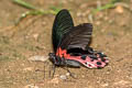 Redbreast Papilio alcmenor alcmenor