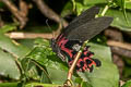 Redbreast Papilio alcmenor alcmenor