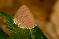 Reddish-brown Oakblue Arhopala selta selta