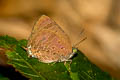 Reddish-brown Oakblue Arhopala selta selta