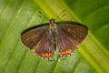 Restricted Purple Sapphire Heliophorus ila nolus