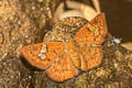 Ruddy Pied Flat Pseudocoladenia fatua