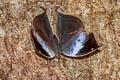 Scarce Blue Oakleaf Kallima knyvetti