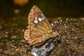 Scarce Pied Flat Coladenia agnioides (Elwes's Pied Flat)