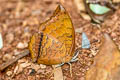 Scarce Tawny Rajah Charaxes aristogiton aristogiton