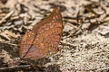 Scarce Tawny Rajah Charaxes aristogiton aristogiton