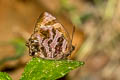 Shining Plushblue Flos fulgida singhapura