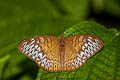 Short-banded Viscount Tanaecia aruna aruna