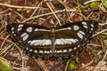 Short-banded Sailor Phaedyma columella martabana (Short-banded Grey Sailor)