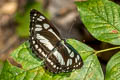 Short-banded Sailor Phaedyma columella martabana (Short-banded Grey Sailor)