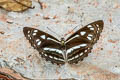 Short-banded Sailor Phaedyma columella martabana (Short-banded Grey Sailor)