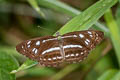 Short-banded Sailor Phaedyma columella martabana (Short-banded Grey Sailor)