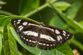 Short-banded Sailor Phaedyma columella martabana (Short-banded Grey Sailor)