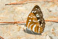 Short-banded Sailor Phaedyma columella martabana (Short-banded Grey Sailor)