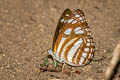 Short-banded Sailor Phaedyma columella martabana (Short-banded Grey Sailor)