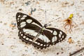 Short-banded Sailor Phaedyma columella martabana (Short-banded Grey Sailor)