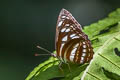 Short-banded Sailor Phaedyma columella singa (Short-banded Grey Sailor)