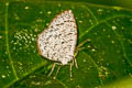 Short-branded DArkie Allotinus davidis