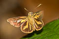 Short-streaked Lancer Pyroneura latoia latoia (Yellow-vein Lancer)