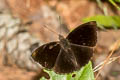 Siamese Black Prince Rohana parisatis pseudosiamensis