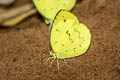 Siamese Pale Grass Yellow Eurema novapallida phukiwoana