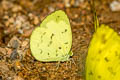 Siamese Pale Grass Yellow Eurema novapallida novapallida