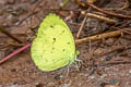 Siamese Pale Grass Yellow Eurema novapallida phukiwoana