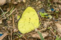 Siamese Pale Grass Yellow Eurema novapallida novapallida