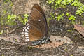 Siamese Raven Papilio castor mahadeva