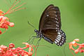 Siamese Raven Papilio castor mahadeva