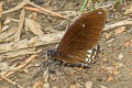 Siamese Raven Papilio castor mahadeva