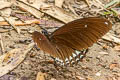 Siamese Raven Papilio castor mahadeva