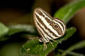 Siamese Ringlet Ragadia critias