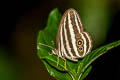 Siamese Ringlet Ragadia critias