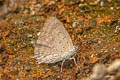 Silky Oakblue Arhopala alax