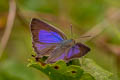 Silver-streak Blue Iraota timoleon timoleon